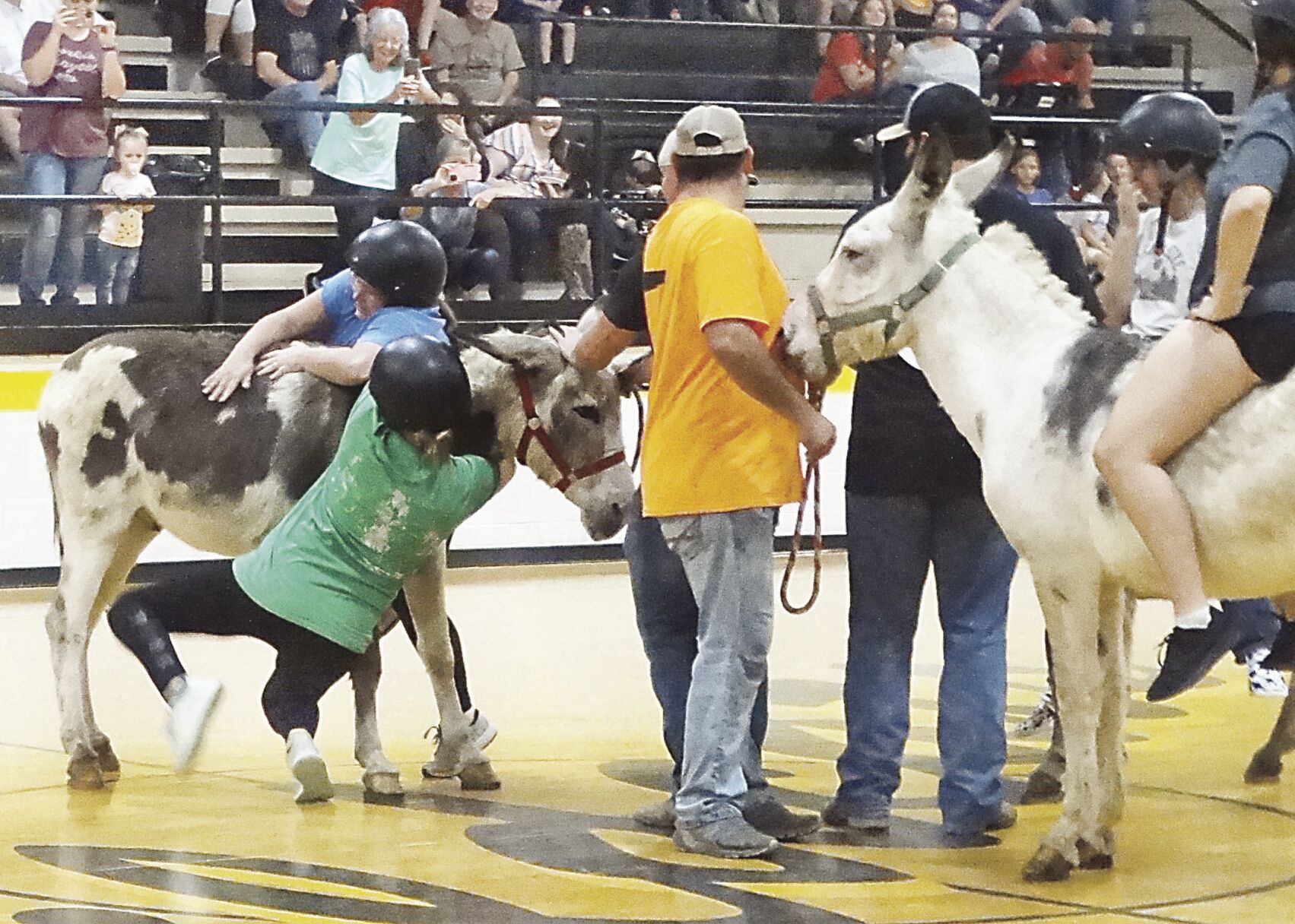 Donkeys Rule The Court